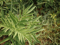 Cleavers