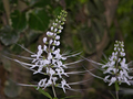 Stillingia Root